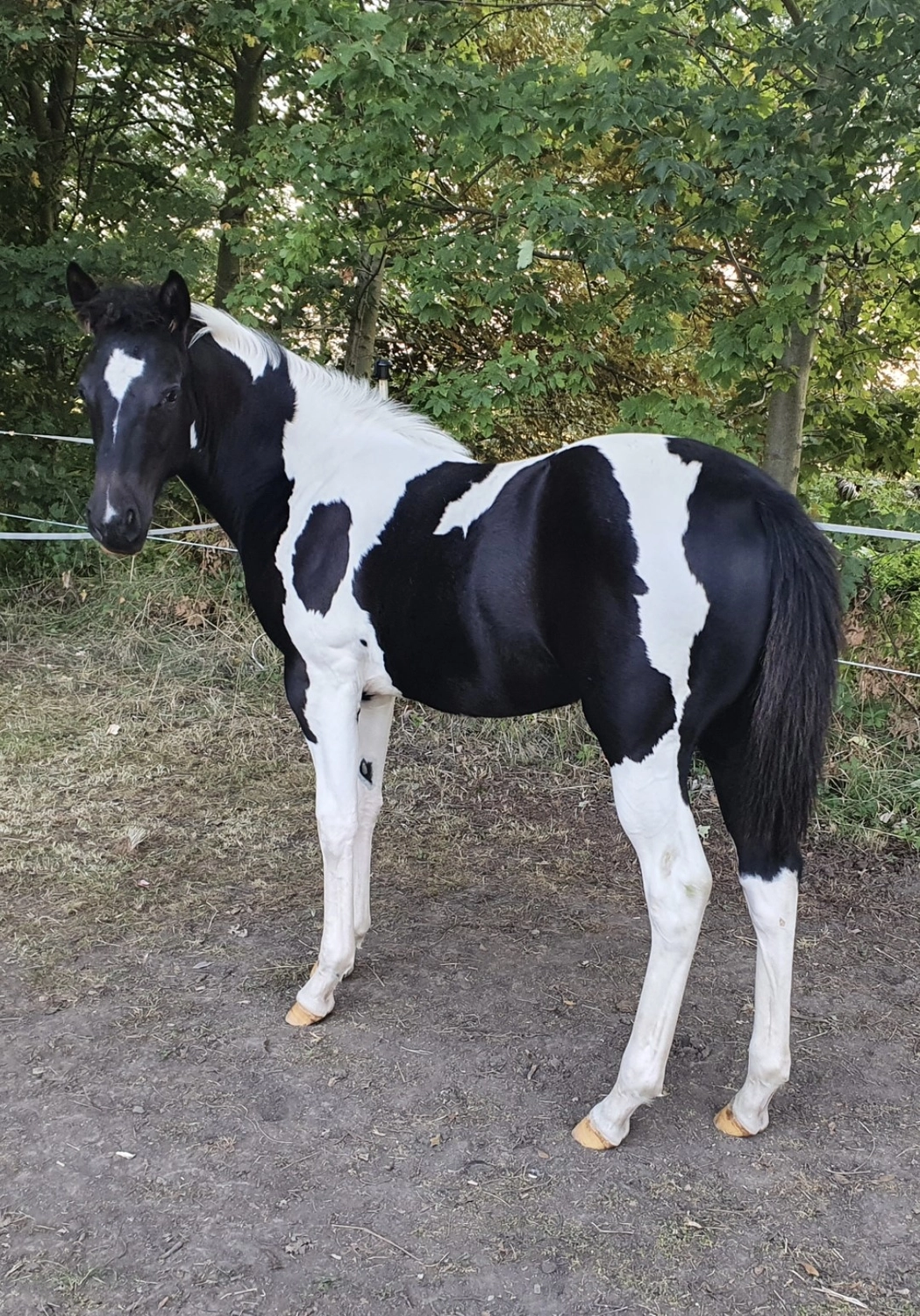 Jw Quarter & Paint Züchter - Pferdezucht - Smart Cats Dancer (QP)