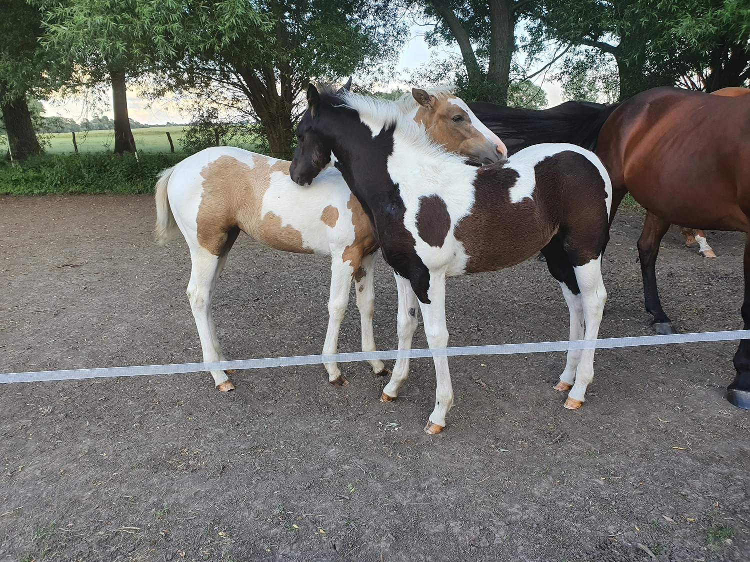 Jw Quarter & Paint Züchter - Pferdezucht - Smart Cats Dancer (QP)