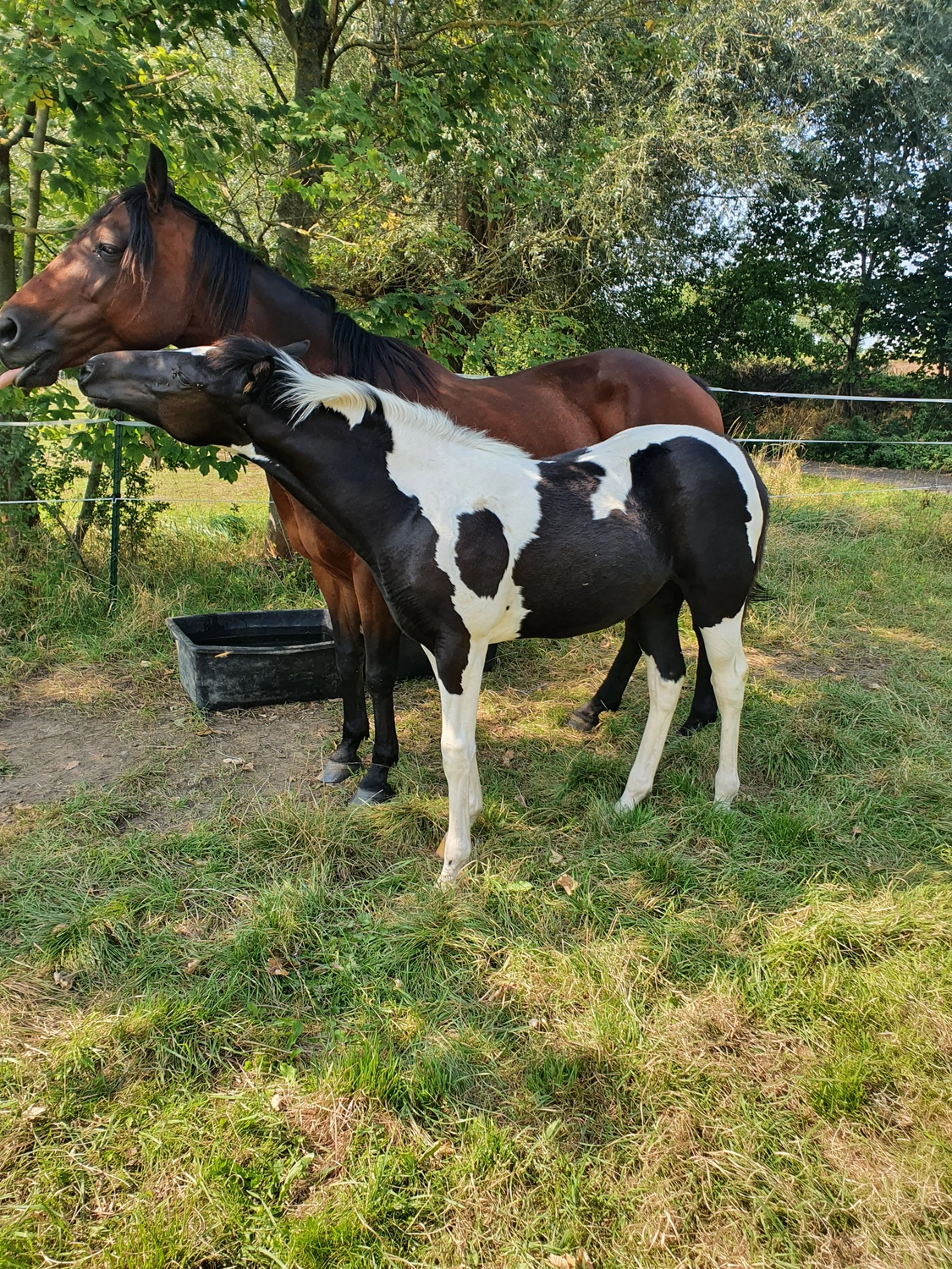 Jw Quarter & Paint Züchter - Pferdezucht - Smart Cats Dancer (QP)