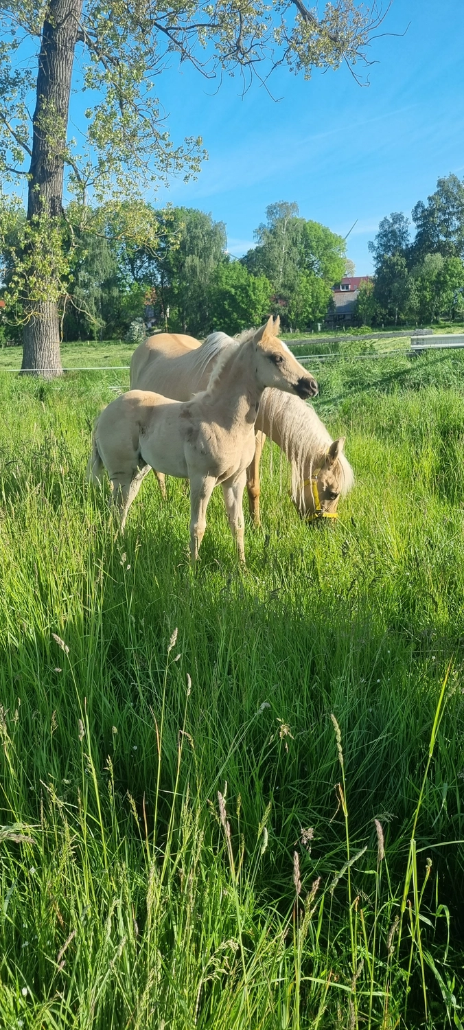 Jw Quarter & Paint Züchter - Pferdezucht - CDC Goldenbunnydunit (QH)