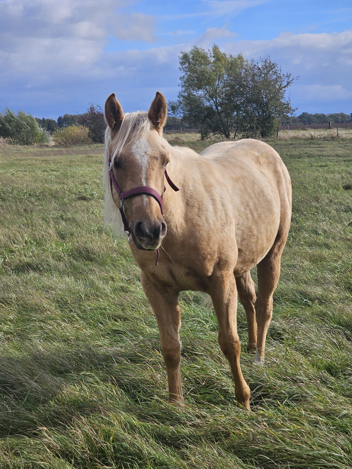 Jw Quarter & Paint Züchter - Pferdezucht - CDC Goldenbunnydunit (QH)
