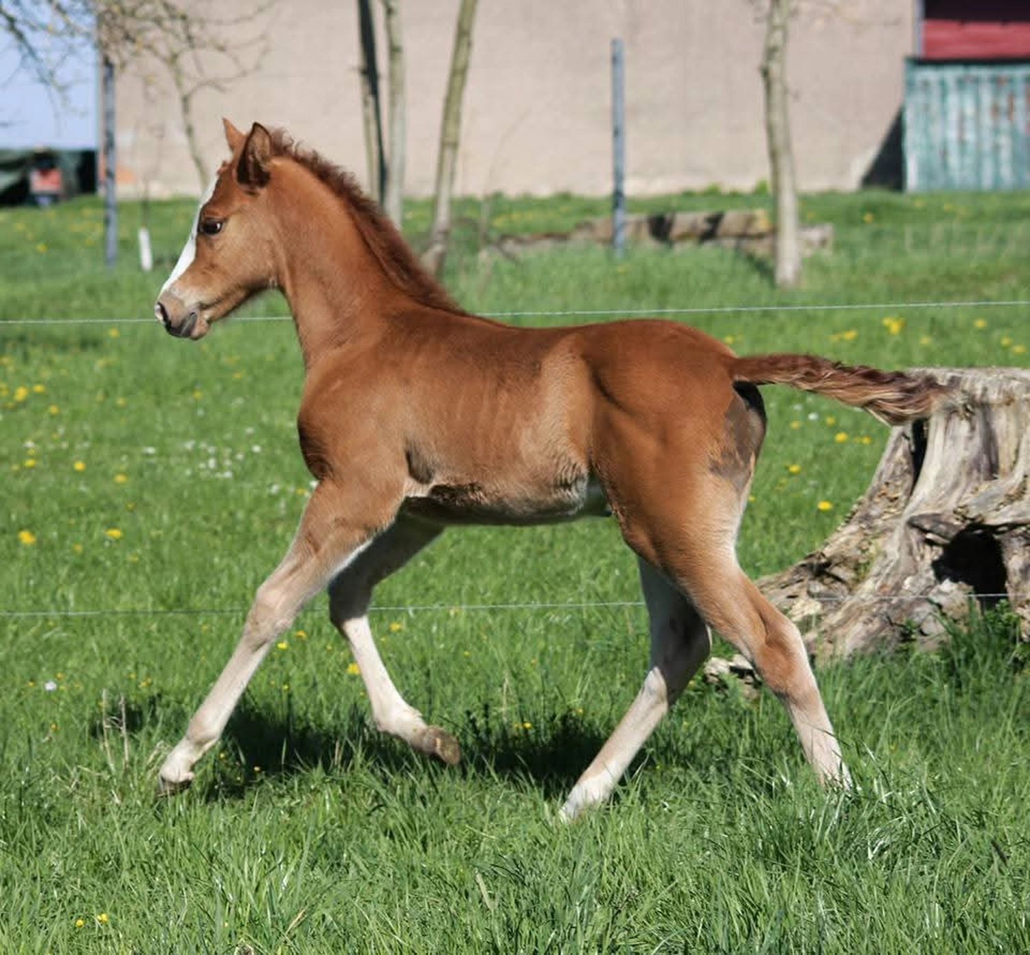 Jw Quarter & Paint Züchter - Pferdezucht - Miss Special Peppchexy (QP)