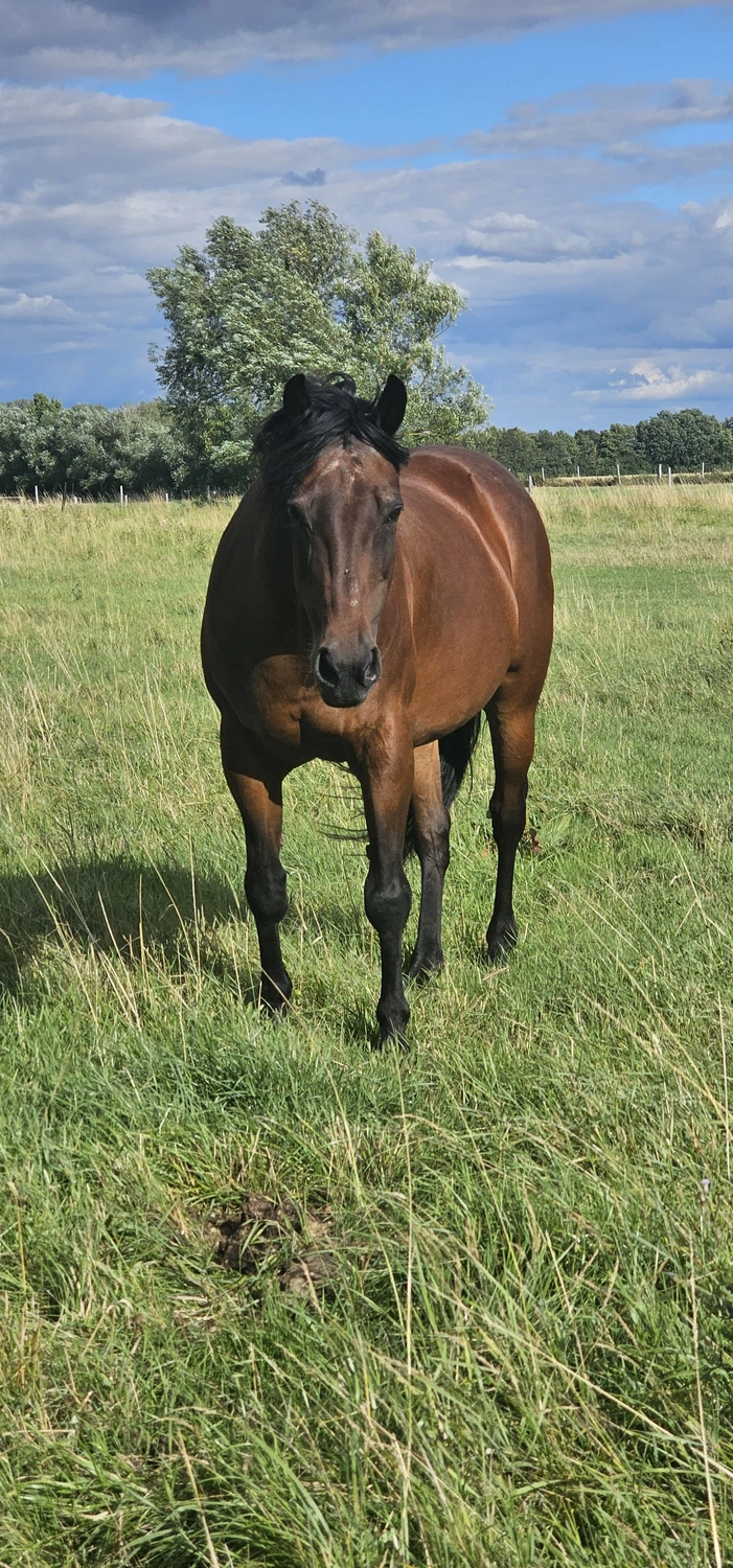 Jw Quarter & Paint Züchter – Pferdezucht – Simply Dusty Rider (QP)