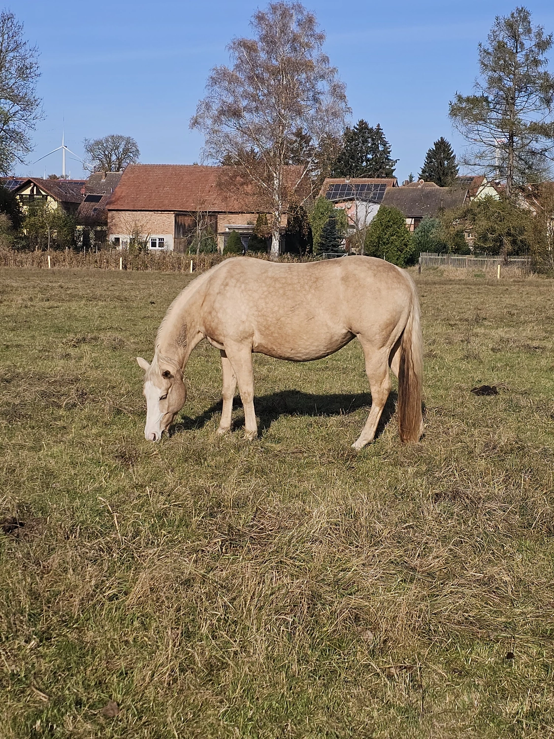 Jw Quarter & Paint Züchter - Pferdezucht - Pferd