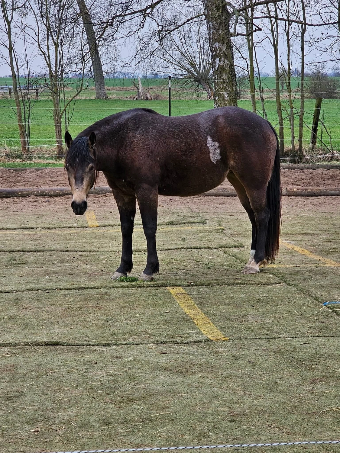 Jw Quarter & Paint Züchter - Pferdezucht - Hailys Dualectra (QH)