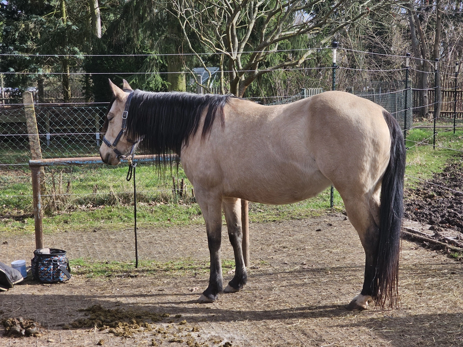 Jw Quarter & Paint Züchter - Pferdezucht - Magic Maggie Mae (QH)