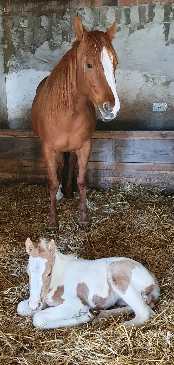 Jw Quarter & Paint Züchter - Pferdezucht - Miss Special Peppchexy (QP)