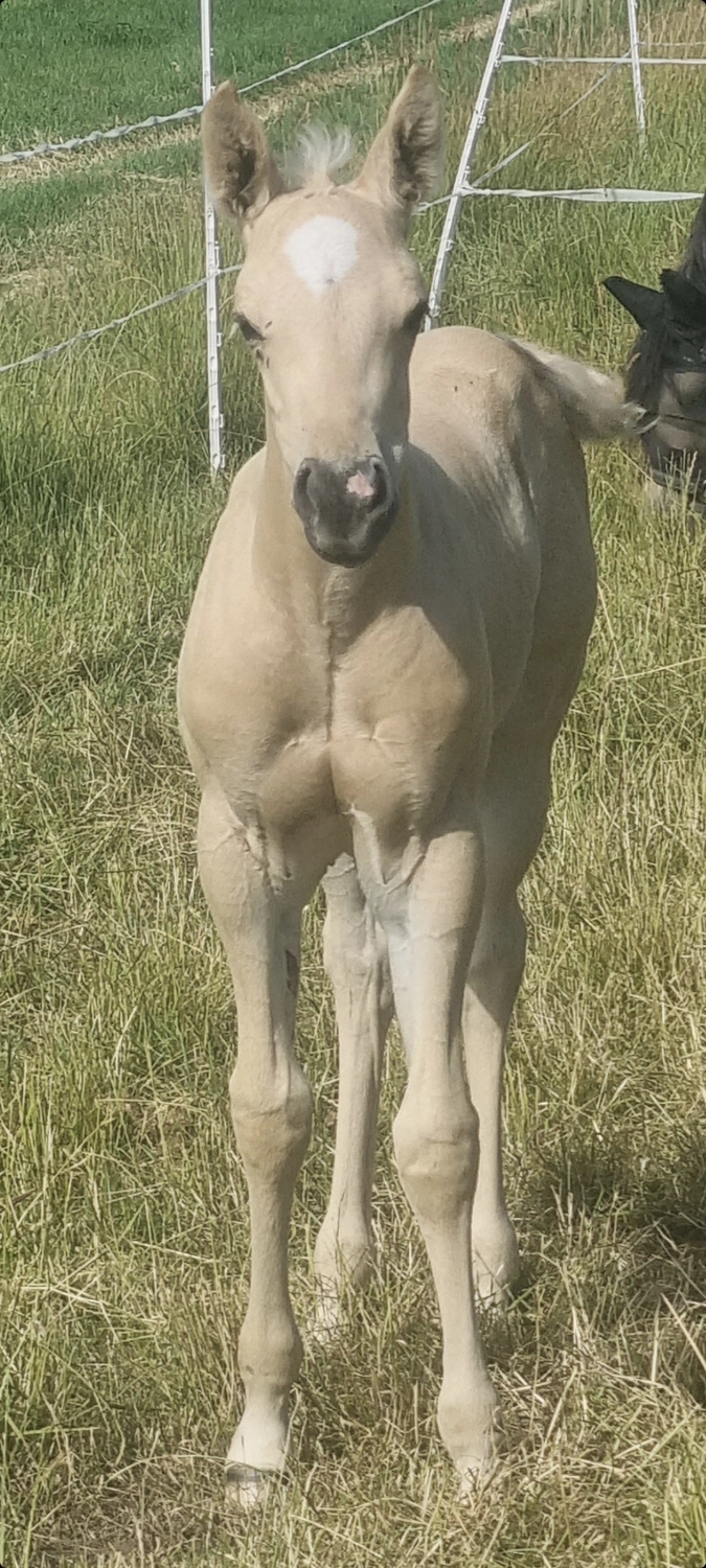 Jw Quarter & Paint Züchter - Pferdezucht - Goldenpower Dun Dee (QH)