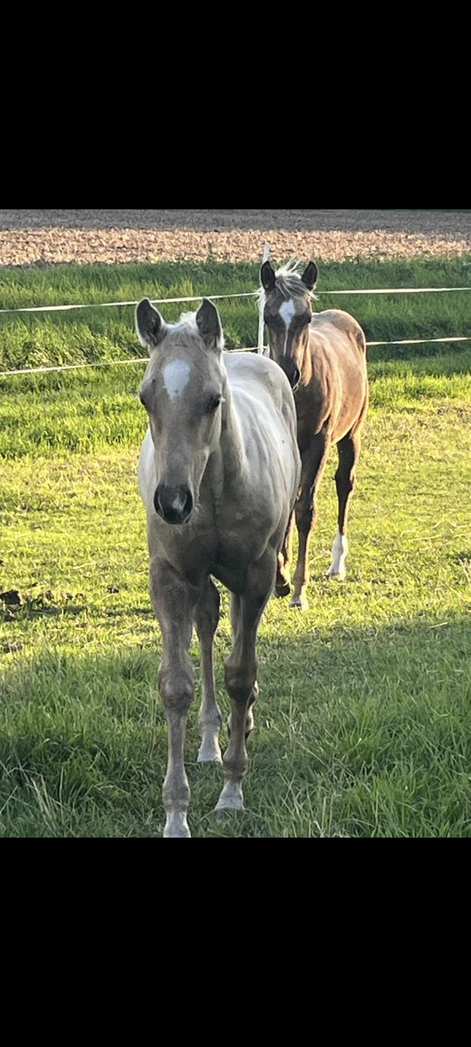 Jw Quarter & Paint Züchter - Pferdezucht - Goldenpower Dun Dee (QH)