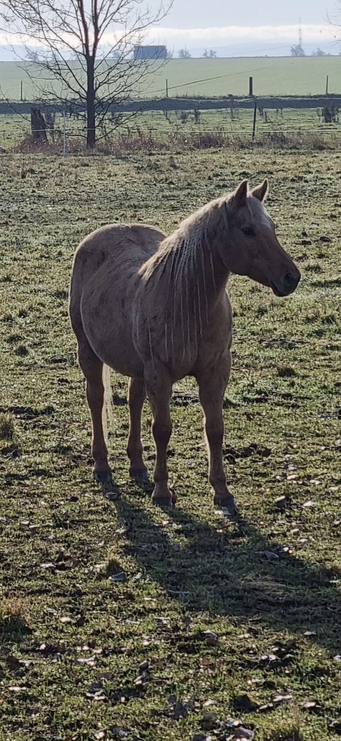 Jw Quarter & Paint Züchter - Pferdezucht - Pferd