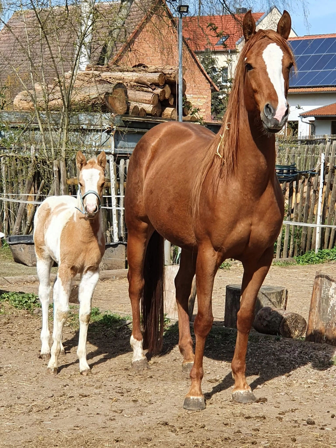 Jw Quarter & Paint Züchter - Pferdezucht - Miss Special Peppchexy (QP)