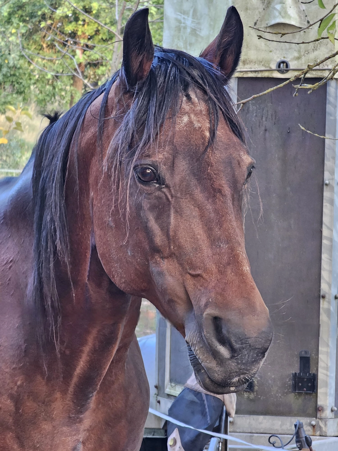 Jw Quarter & Paint Züchter – Pferdezucht – Simply Dusty Rider (QP)