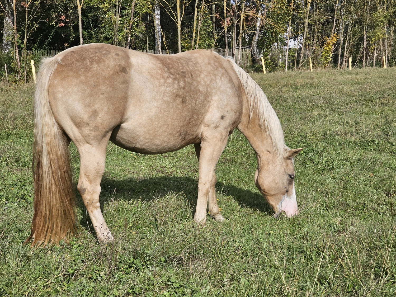 Jw Quarter & Paint Züchter - Pferdezucht - Pferd