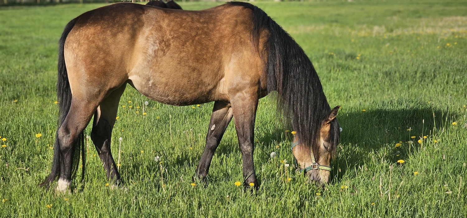 Jw Quarter & Paint Züchter - Pferdezucht - Hailys Dualectra (QH)