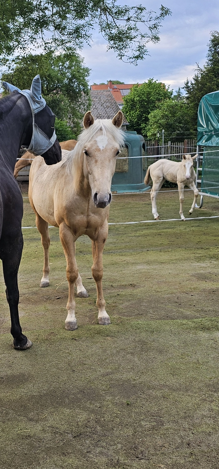 Jw Quarter & Paint Züchter - Pferdezucht - Goldenpower Dun Dee (QH)