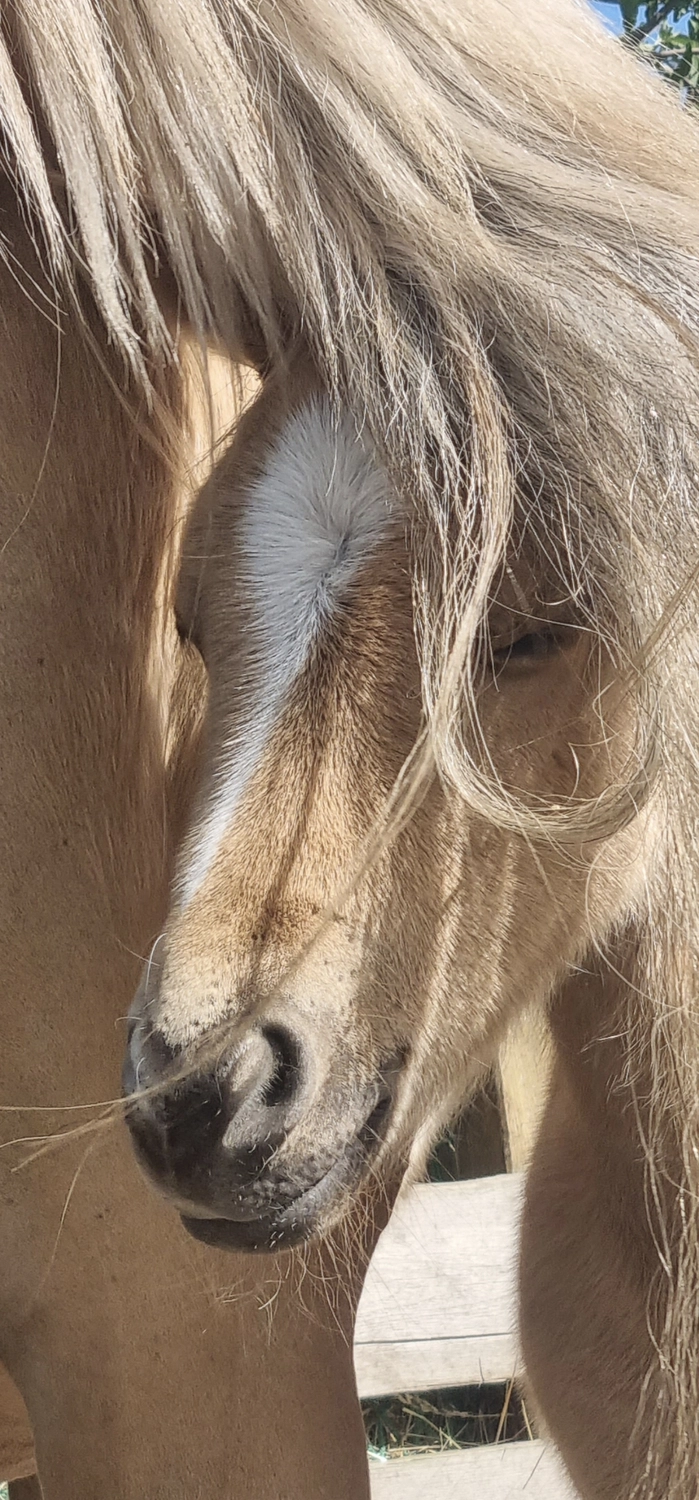 Jw Quarter & Paint Züchter - Pferdezucht - CDC Goldenbunnydunit (QH)