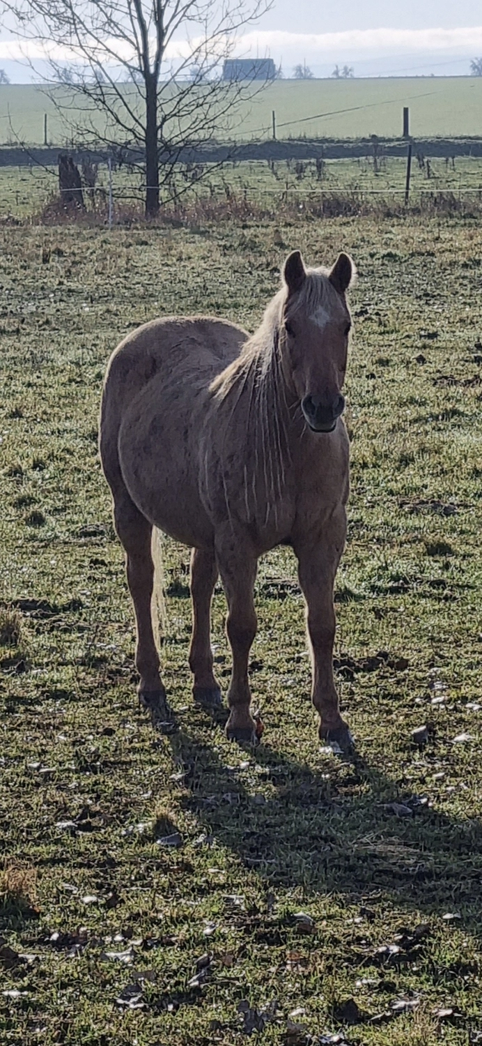 Jw Quarter & Paint Züchter - Pferdezucht - Pferd