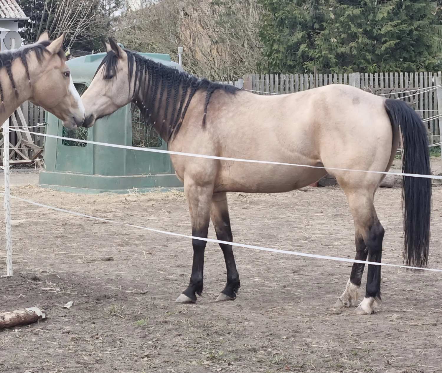 Jw Quarter & Paint Züchter - Pferdezucht - Magic Maggie Mae (QH)