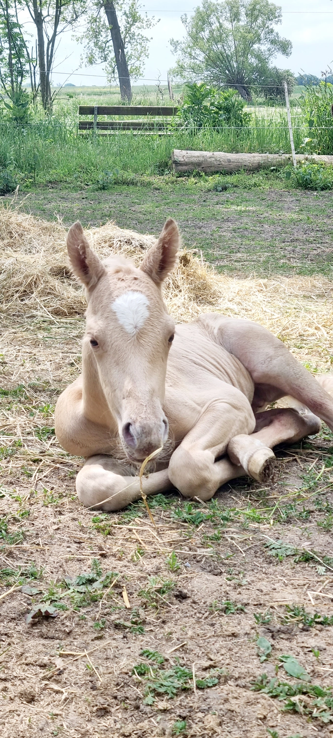 Jw Quarter & Paint Züchter - Pferdezucht - Goldenpower Dun Dee (QH)