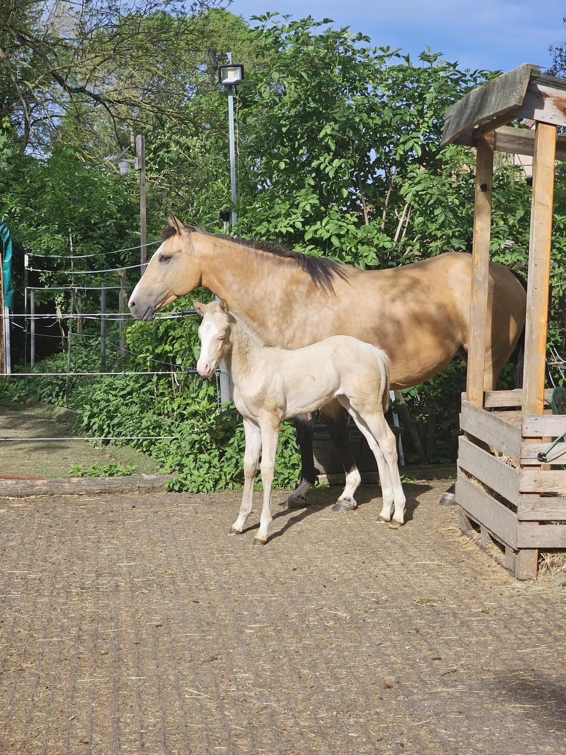 Jw Quarter & Paint Züchter - Pferdezucht - Honeymoon Show it (PH)