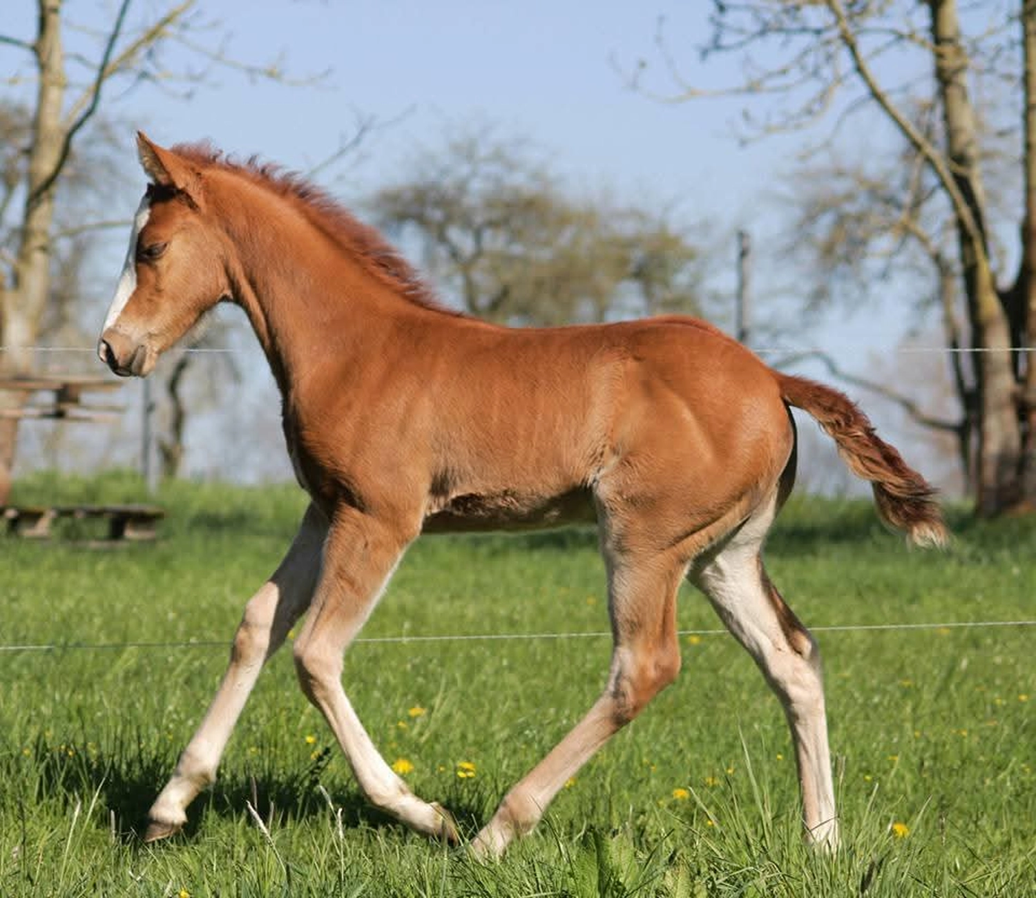 Jw Quarter & Paint Züchter - Pferdezucht - Miss Special Peppchexy (QP)