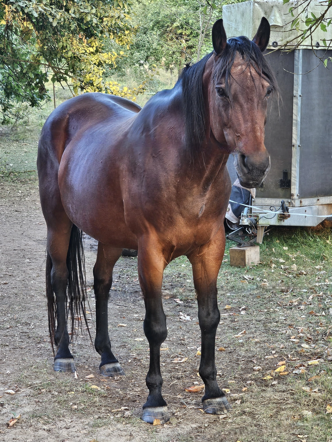 Jw Quarter & Paint Züchter – Pferdezucht – Simply Dusty Rider (QP)