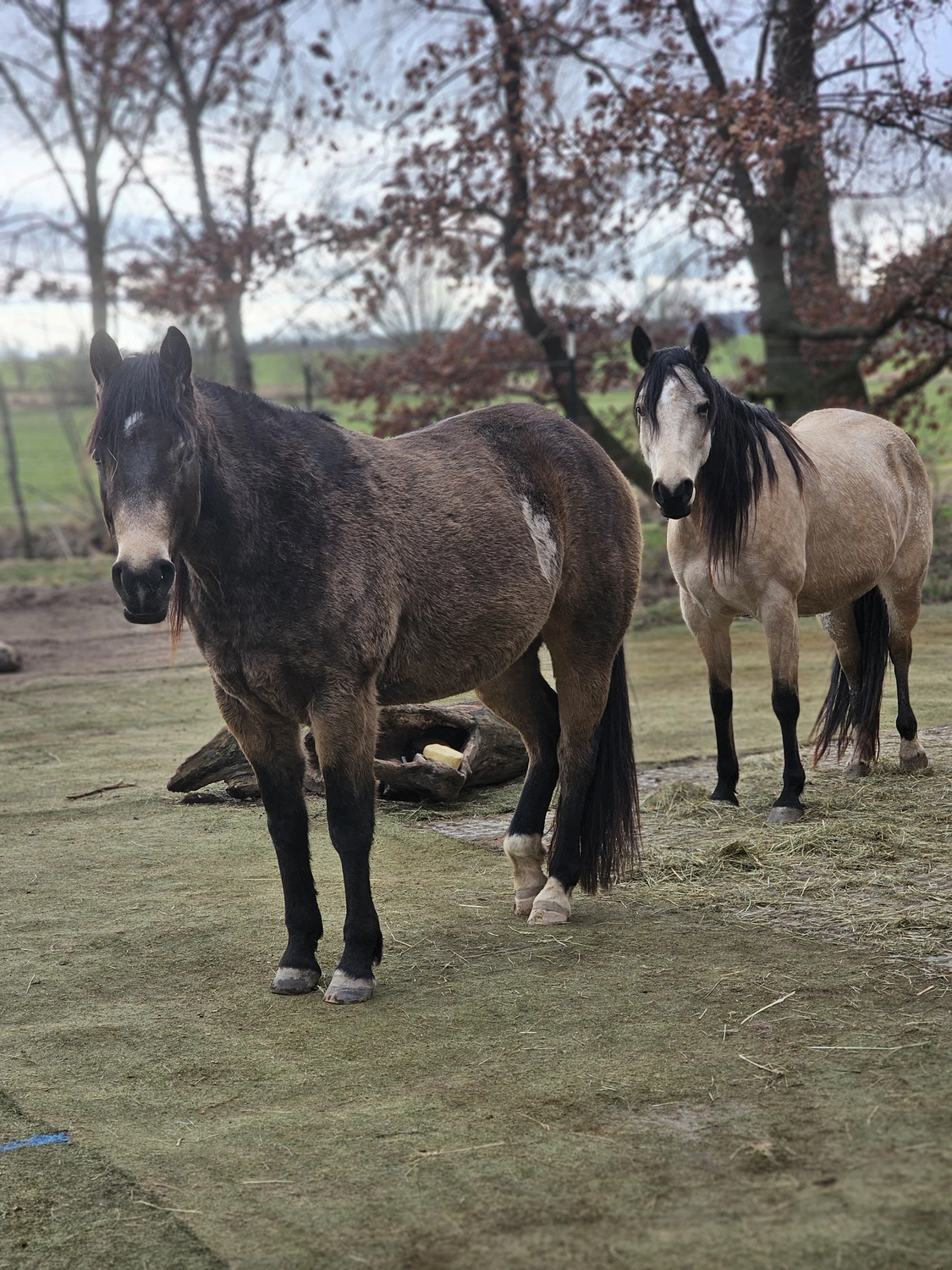 Jw Quarter & Paint Züchter - Pferdezucht - Hailys Dualectra (QH)