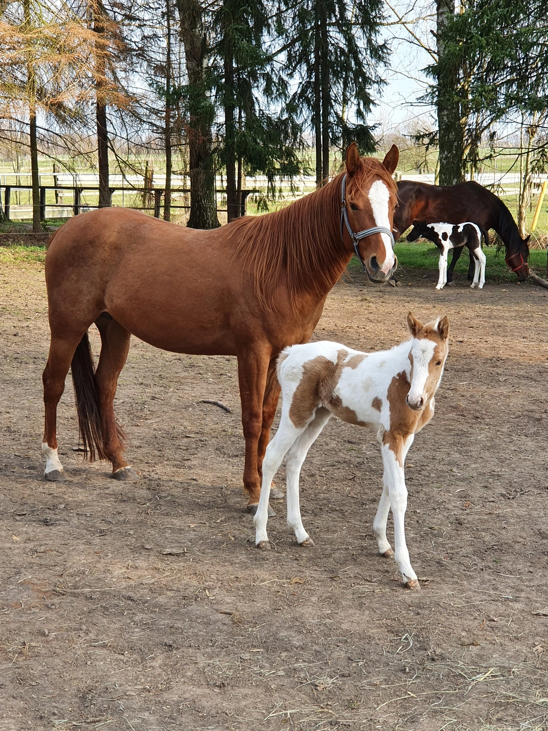 Jw Quarter & Paint Züchter - Pferdezucht - Miss Special Peppchexy (QP)
