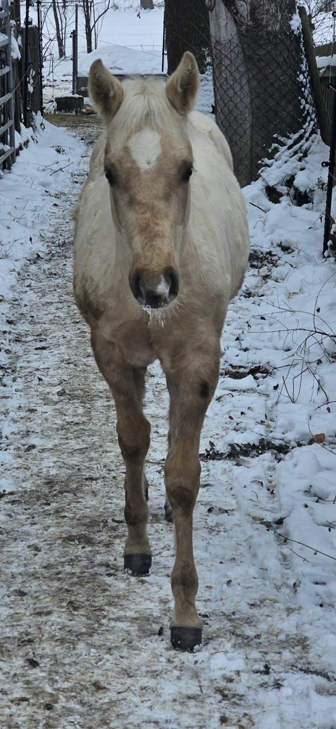 Jw Quarter & Paint Züchter - Pferdezucht - Goldenpower Dun Dee (QH)
