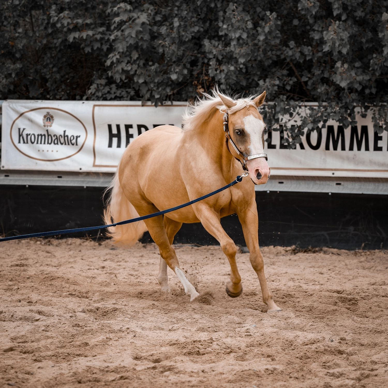 Jw Quarter & Paint Züchter - Pferdezucht - Pferd