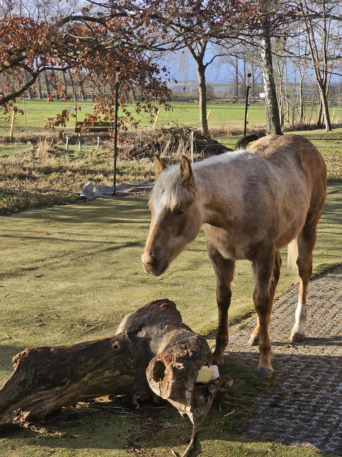 Jw Quarter & Paint Züchter - Pferdezucht - CDC Goldenbunnydunit (QH)