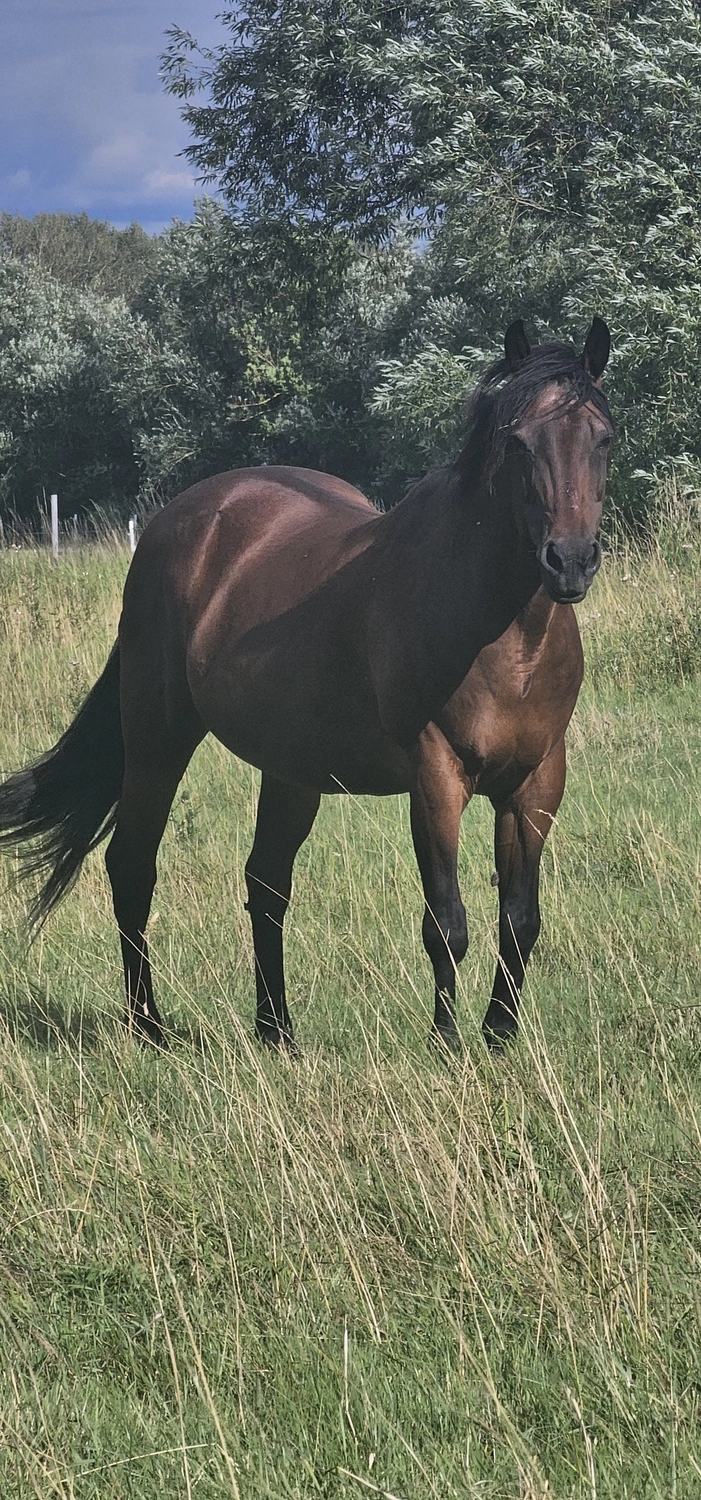 Jw Quarter & Paint Züchter – Pferdezucht – Simply Dusty Rider (QP)