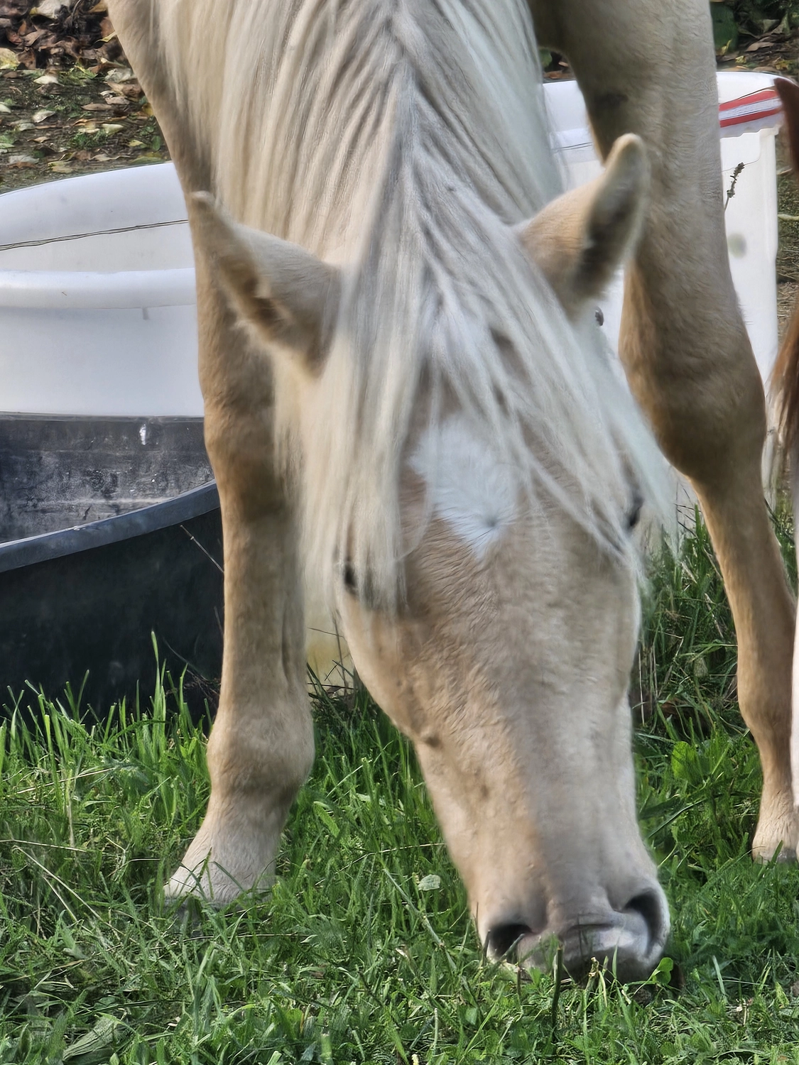 Jw Quarter & Paint Züchter - Pferdezucht - Goldenpower Dun Dee (QH)