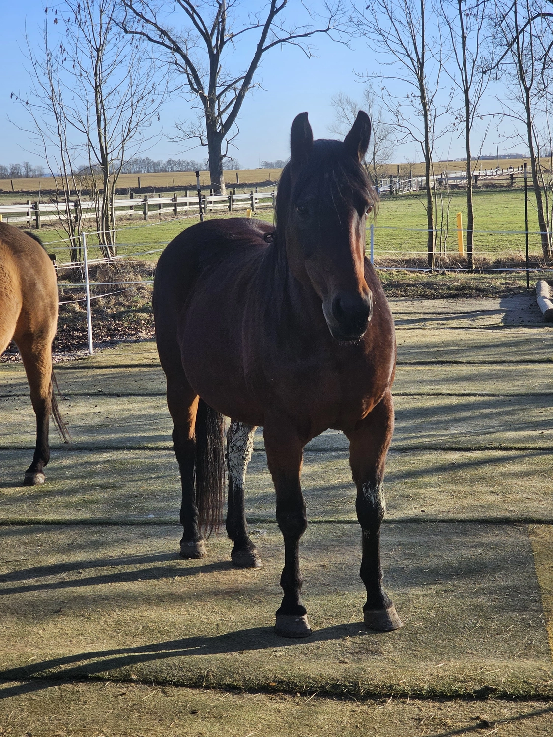 Jw Quarter & Paint Züchter – Pferdezucht – Simply Dusty Rider (QP)
