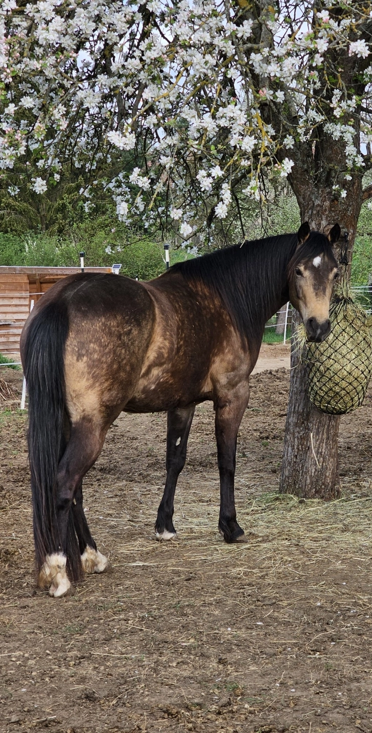 Jw Quarter & Paint Züchter - Pferdezucht - Hailys Dualectra (QH)