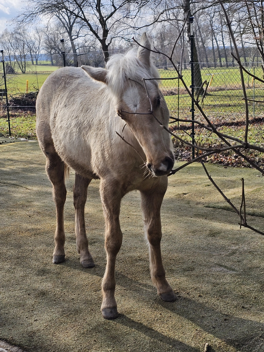 Jw Quarter & Paint Züchter - Pferdezucht - Goldenpower Dun Dee (QH)