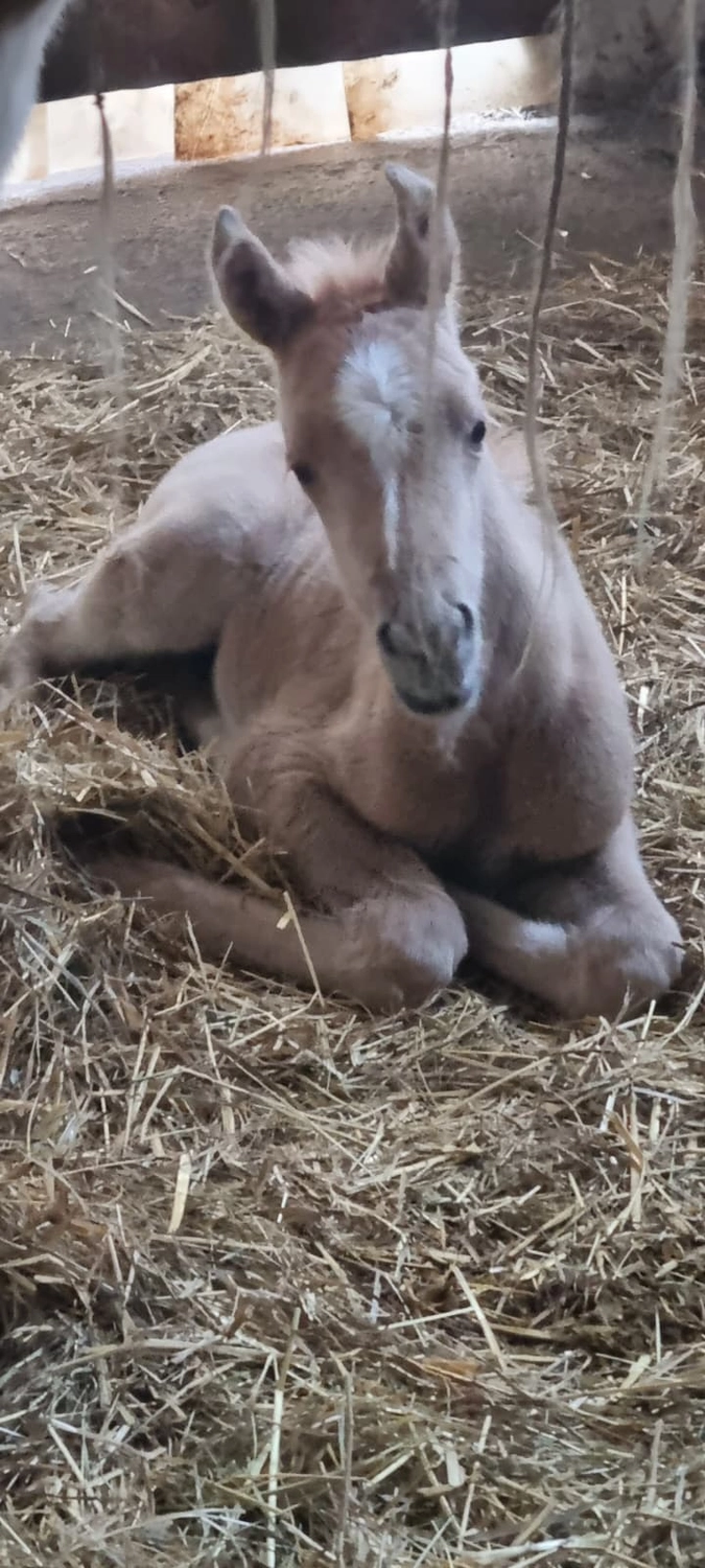 Jw Quarter & Paint Züchter - Pferdezucht - CDC Goldenbunnydunit (QH)