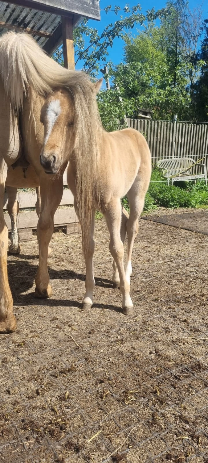Jw Quarter & Paint Züchter - Pferdezucht - CDC Goldenbunnydunit (QH)