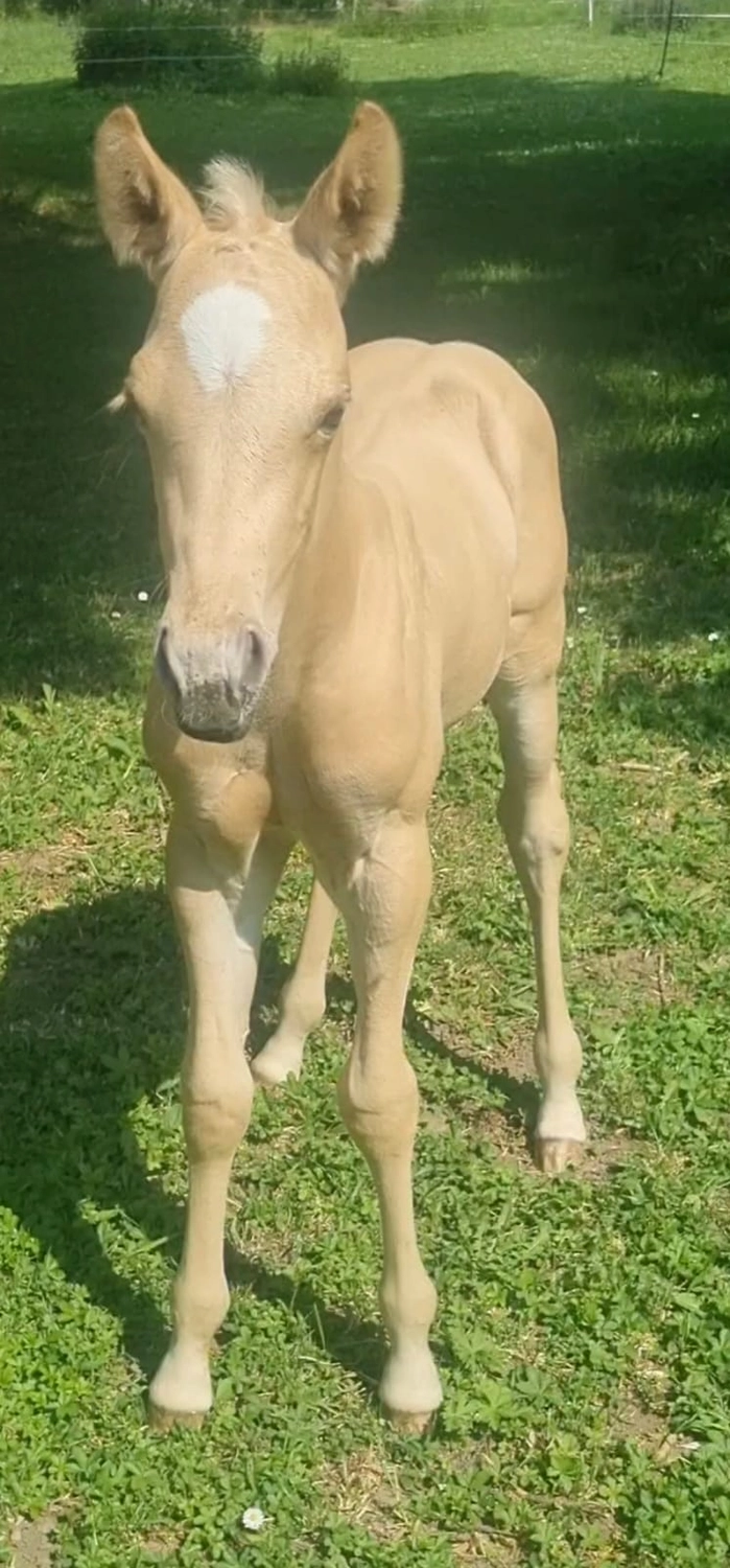Jw Quarter & Paint Züchter - Pferdezucht - Pferd