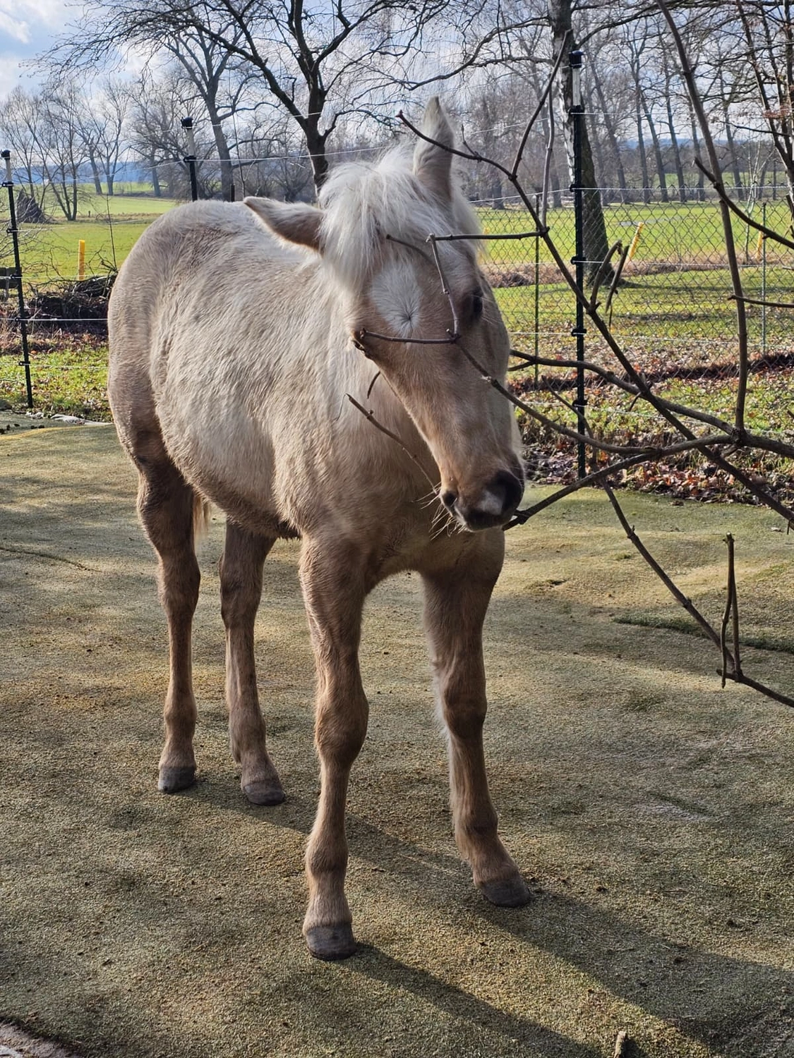 Jw Quarter & Paint Züchter - Pferdezucht - Goldenpower Dun Dee (QH)