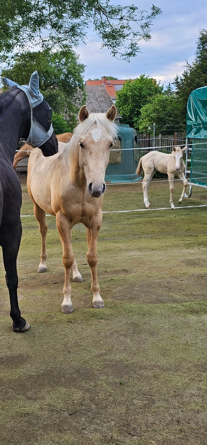 Jw Quarter & Paint Züchter - Pferdezucht - Goldenpower Dun Dee (QH)