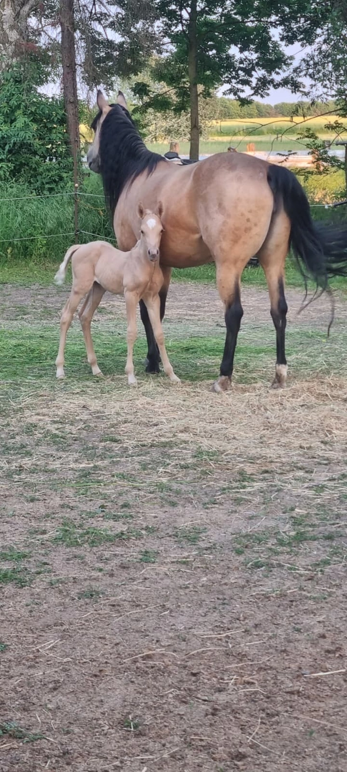 Jw Quarter & Paint Züchter - Pferdezucht - Goldenpower Dun Dee (QH)