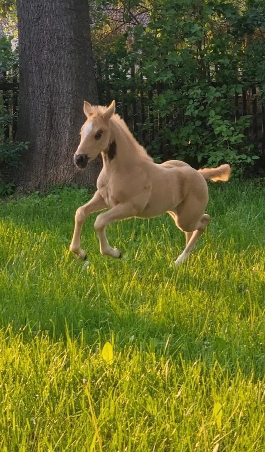 Jw Quarter & Paint Züchter - Pferdezucht - CDC Goldenbunnydunit (QH)