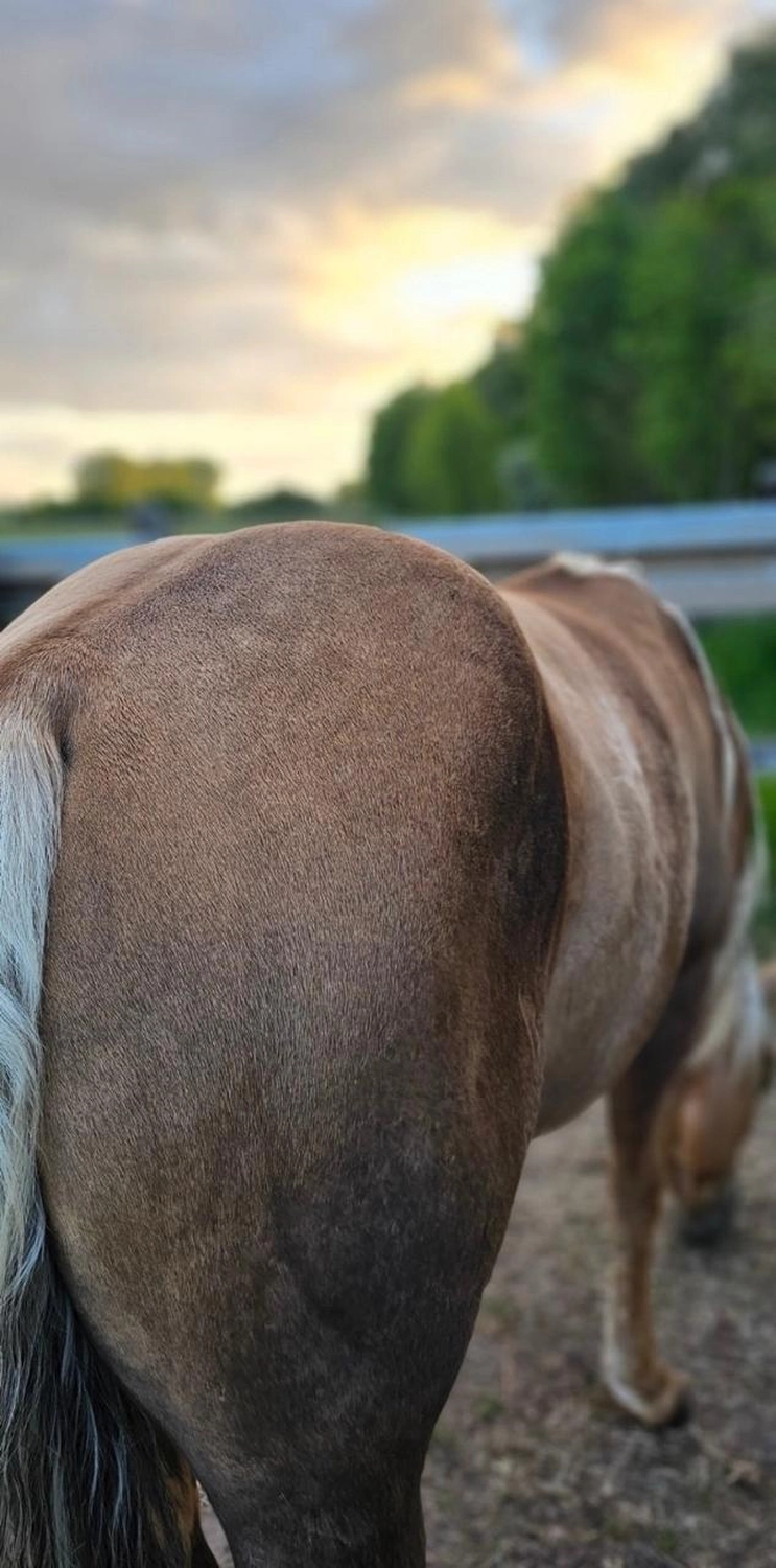 Jw Quarter & Paint Züchter - Pferdezucht - CDC Goldenbunnydunit (QH)
