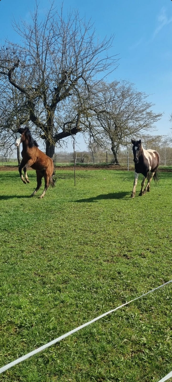 Jw Quarter & Paint Züchter - Pferdezucht - Pferd