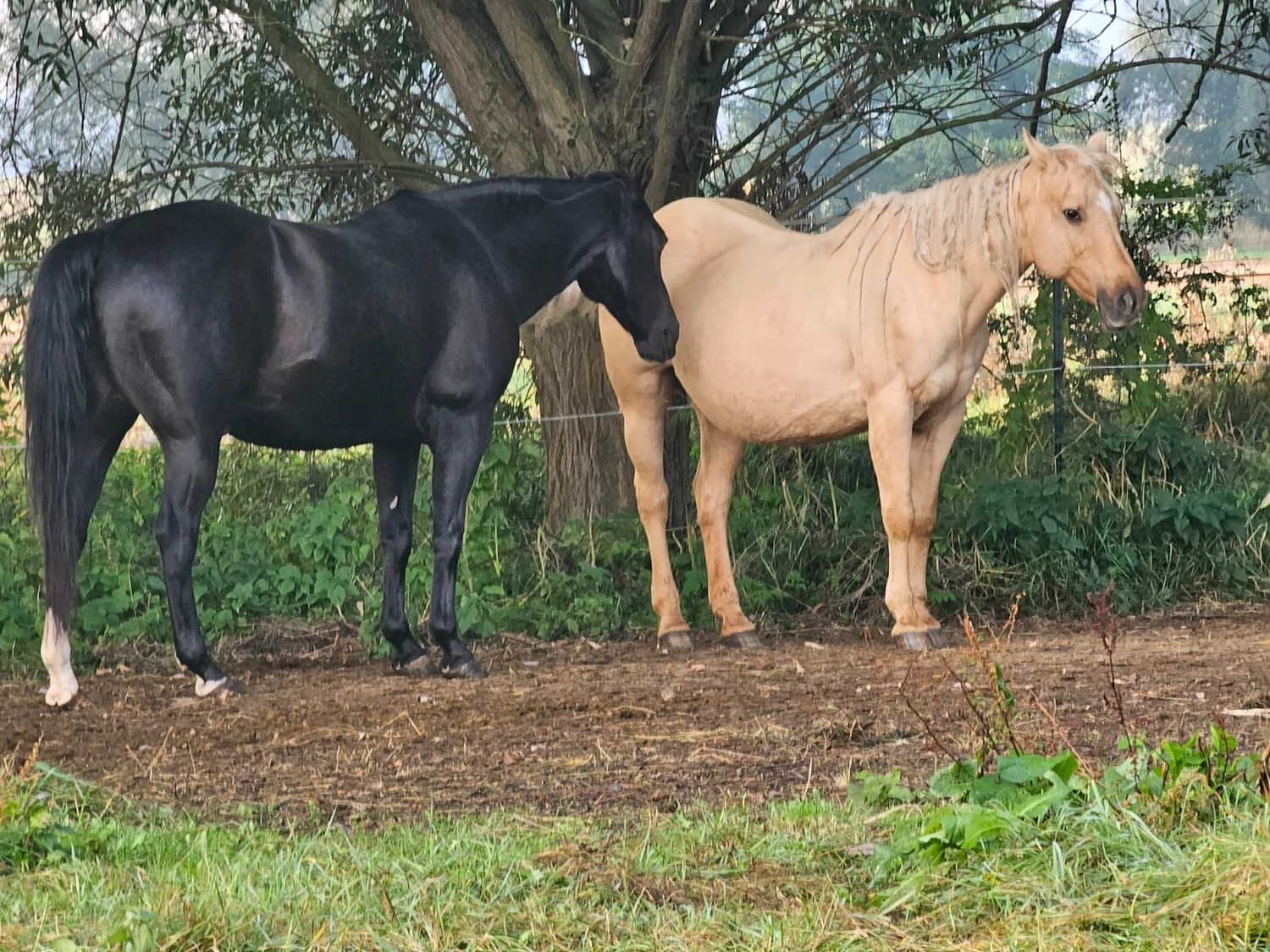 Jw Quarter & Paint Züchter - Pferdezucht - Pferd