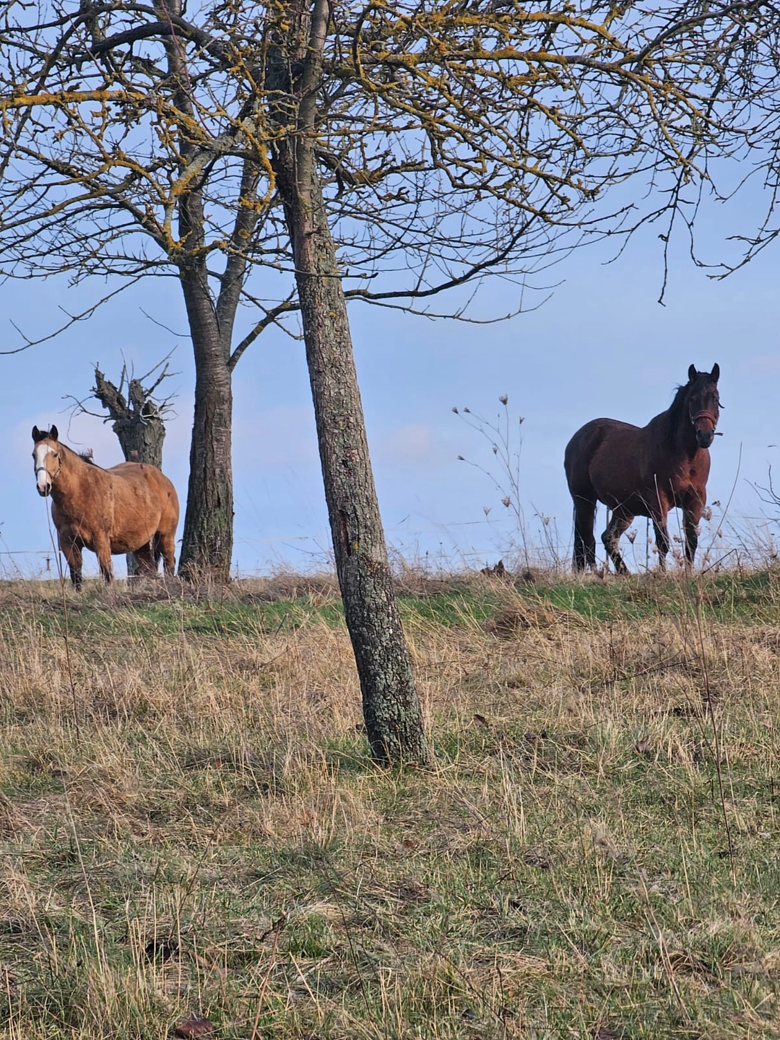 Jw Quarter & Paint Züchter - Pferdezucht - Pferd