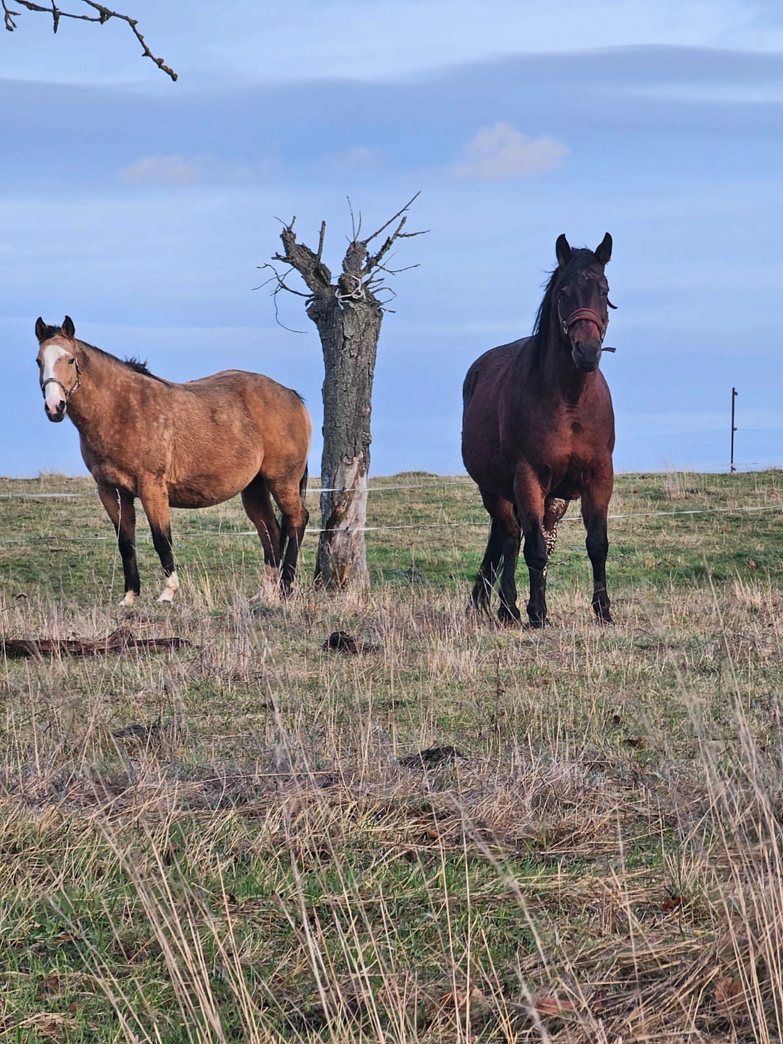 Jw Quarter & Paint Züchter - Pferdezucht - Pferd