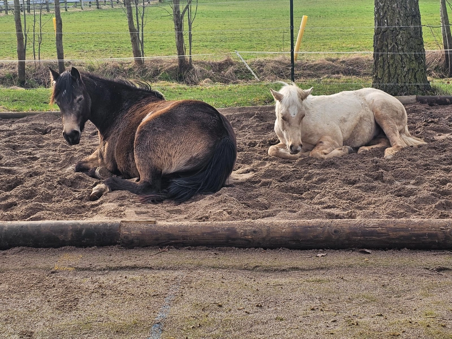 Jw Quarter & Paint Züchter - Pferdezucht - Pferd