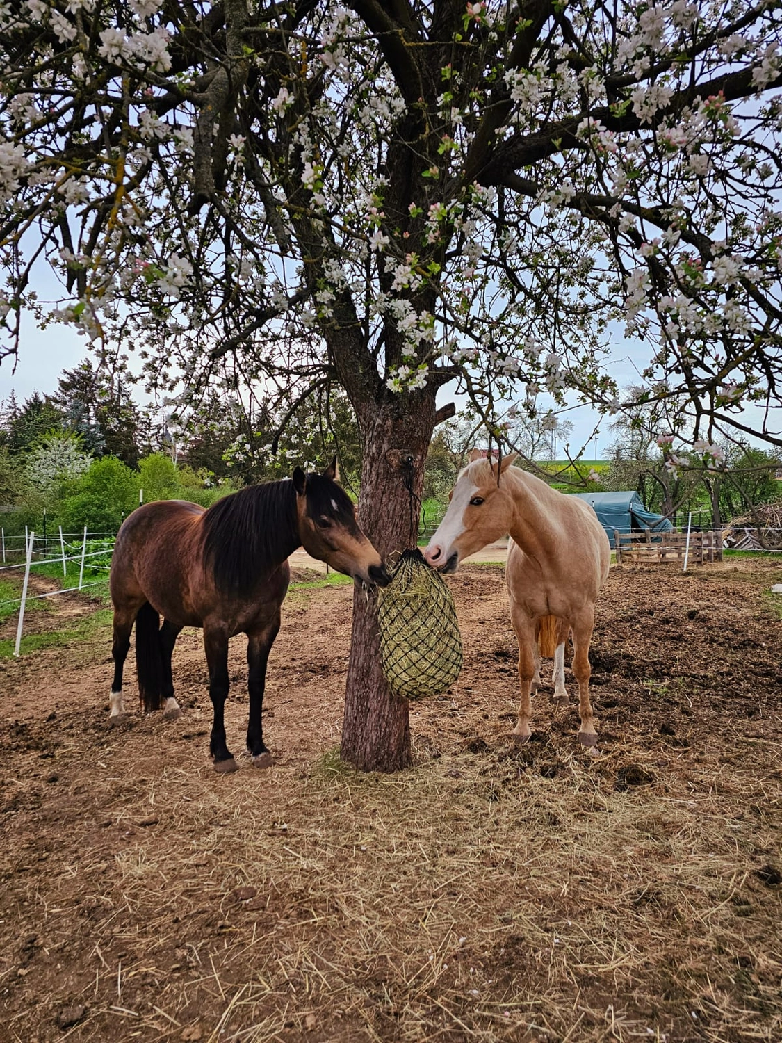 Jw Quarter & Paint Züchter - Pferdezucht - Pferd